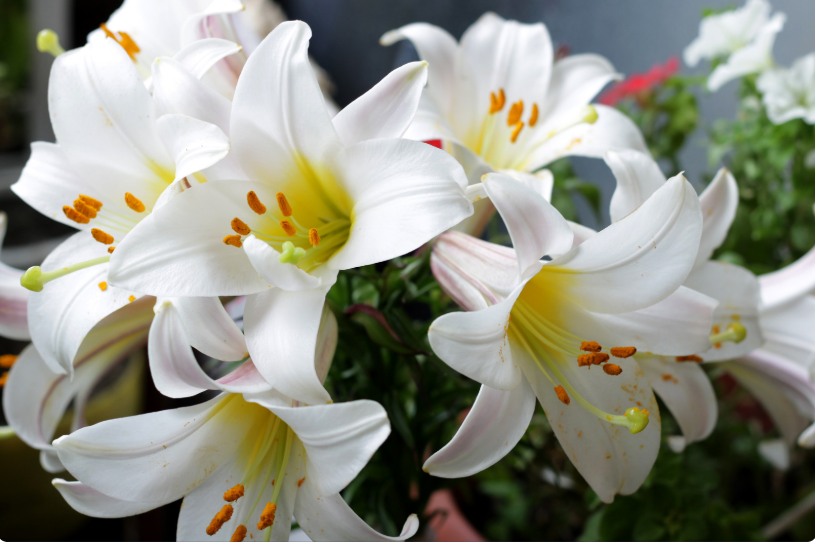 peace lilies photo 